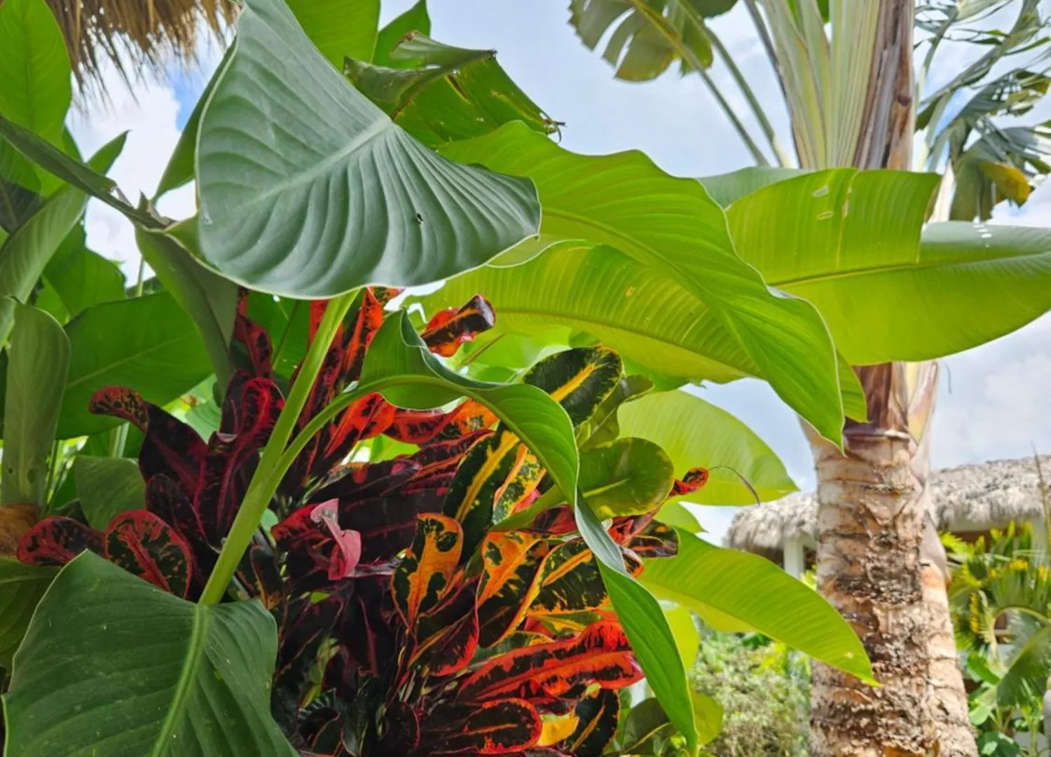 Casa Shambala B&B Las Terrenas Bed & Breakfast